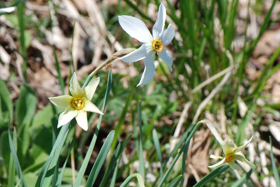 Narcissus poeticus, verde